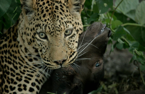 Eye of the leopard (revealed)
