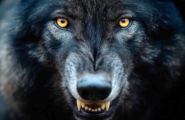 Fabelhafte Artgenossen - Der Wolf