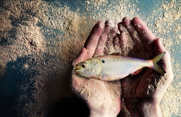 Fischmehl - ein schmutziges Business