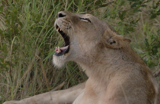Food trail: South Africa