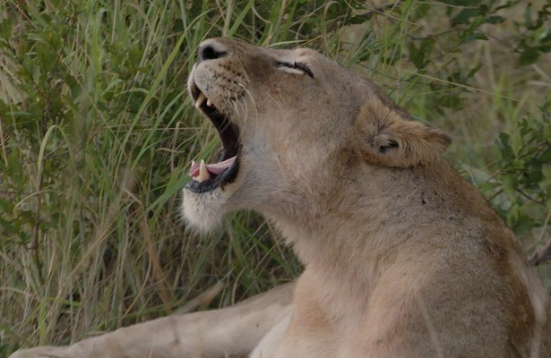 Food trail: South Africa