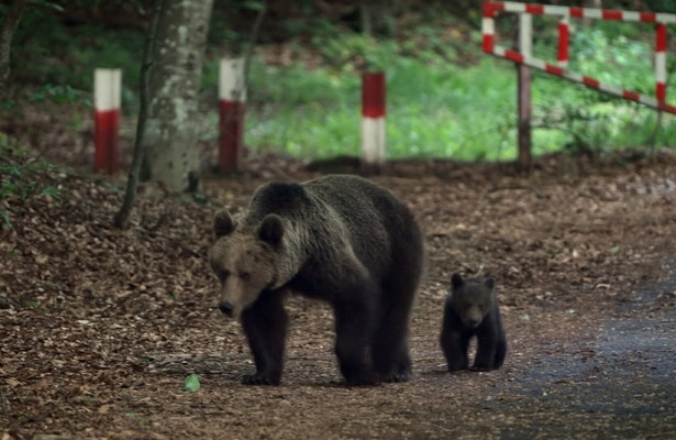 Freie Bahn für Wildtiere