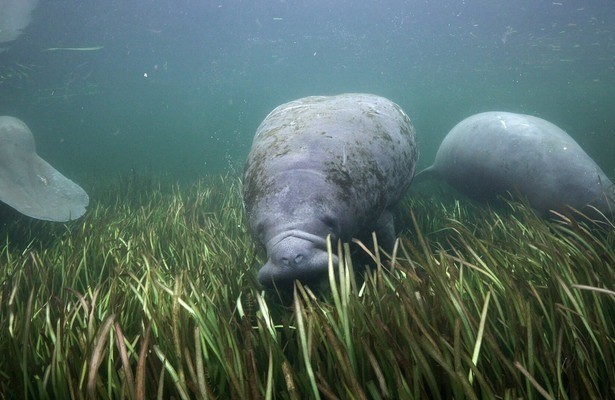 Frisches Gras für die Seekuh