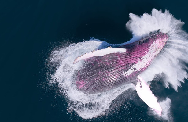 The future of nature