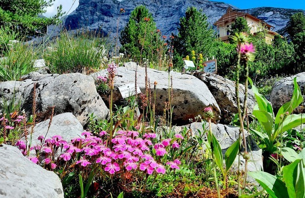 Gärten in den Alpen - Von Überlebenskünstlern, Exoten und Pionieren