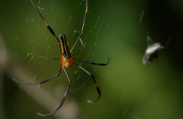 Geheimen van de Betoverde Bossen