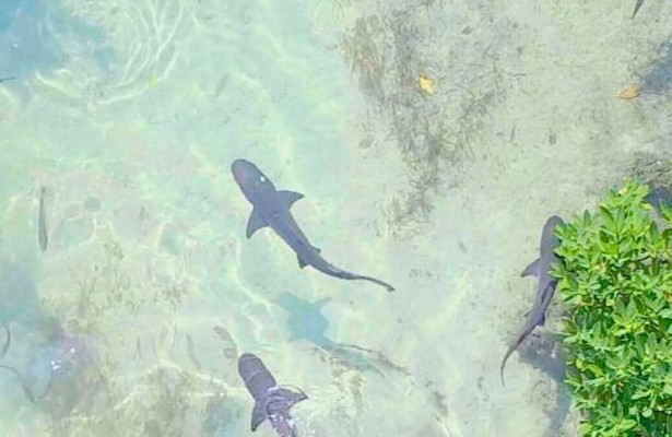 Geheimen van de Betoverende Wateren