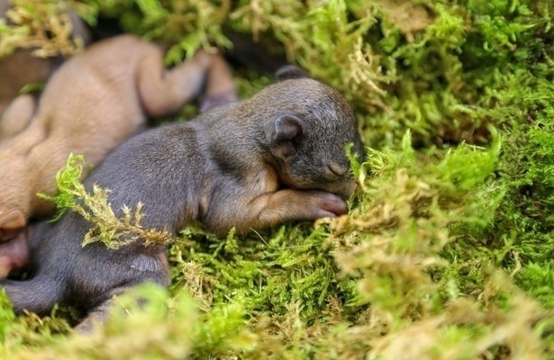 Geheimnisvolle Eichhörnchen