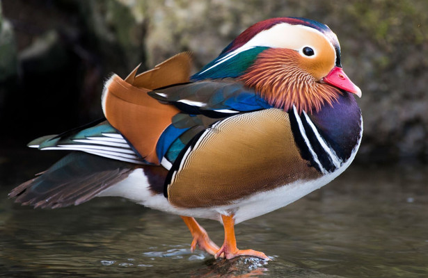 Geheimnisvolle Parktiere