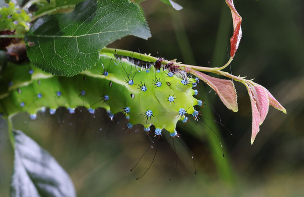 Geheimnisvolle Wiesenwelt