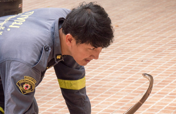Geo Reportage: Auf Schlangenjagd in Bangkok