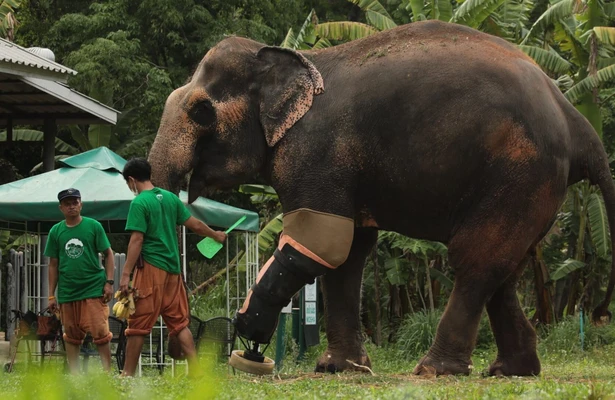 Geo Reportage: Das Elefantenkrankenhaus von Thailand