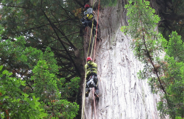 Geo Reportage: Kalifornien - Die Baumkletterer