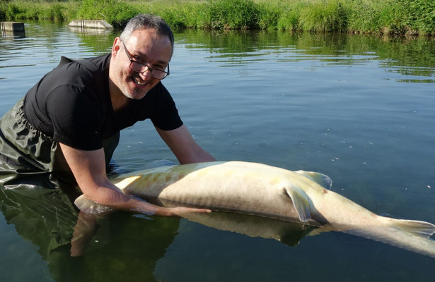 Geo Reportage: Kaviar, das schwarze Gold Italiens