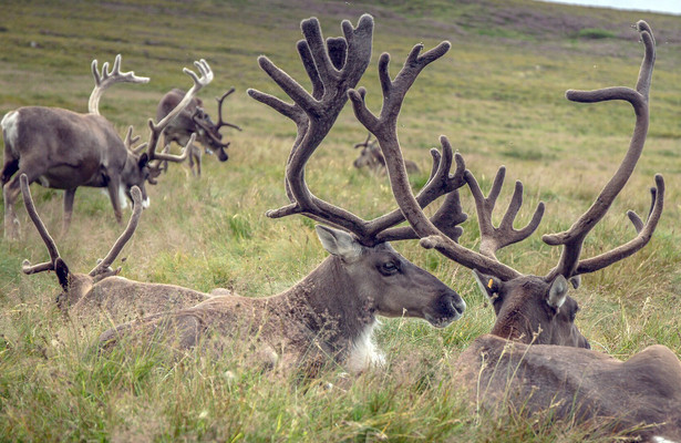 Geschenk der Gletscher