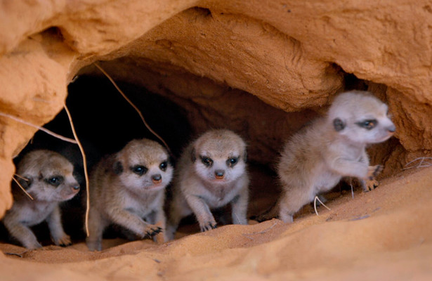 Gestatten - Familie Erdmännchen