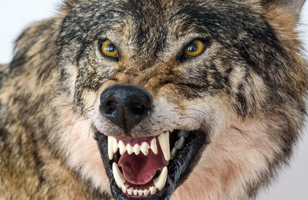 Gevecht tussen de Alfa's