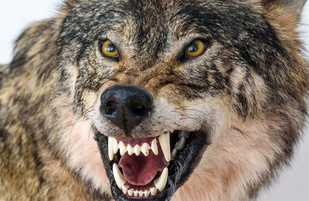 Gevecht tussen de Alfa's