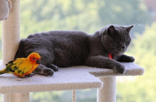 Geweldige dierenvrienden