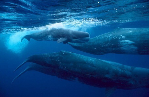 Giants of the Deep Blue