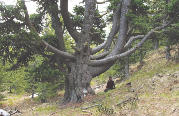 Giganten - Baumriesen Graubündens