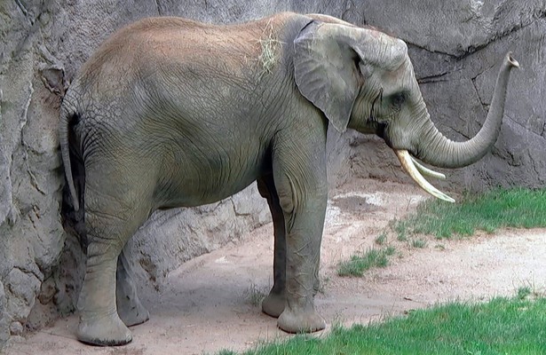 Giraffe, Erdmännchen & Co.