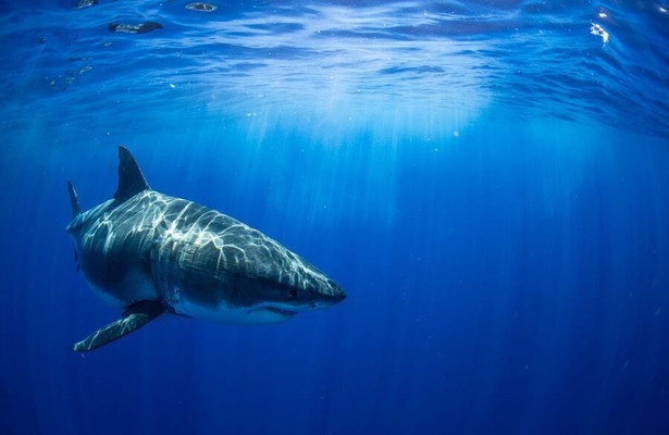 Great White vs. Tiger Shark