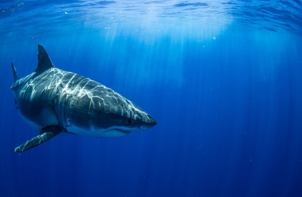 Great White vs. Tiger Shark