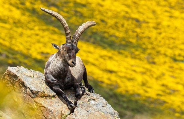 Gredos - King of the mountains