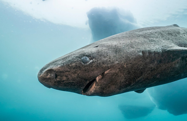 Grönland - Wilde Natur