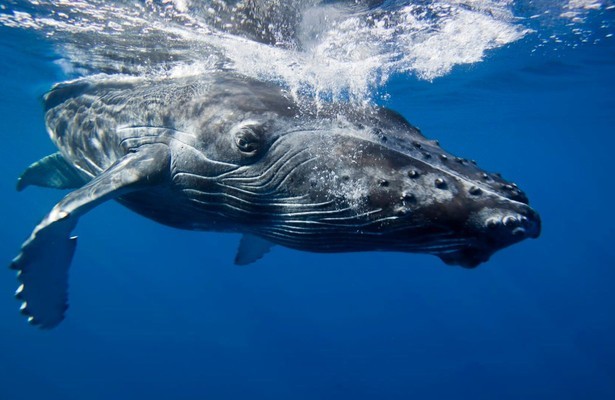 Grote blauwe wildernis