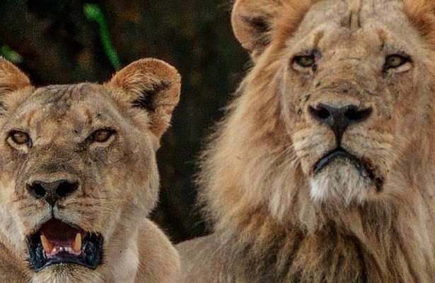 Grote katten, kleine wereld