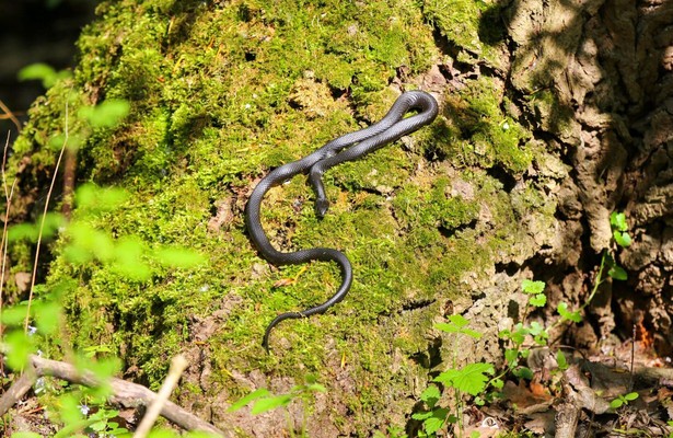 G'schichten aus dem Wiener Prater