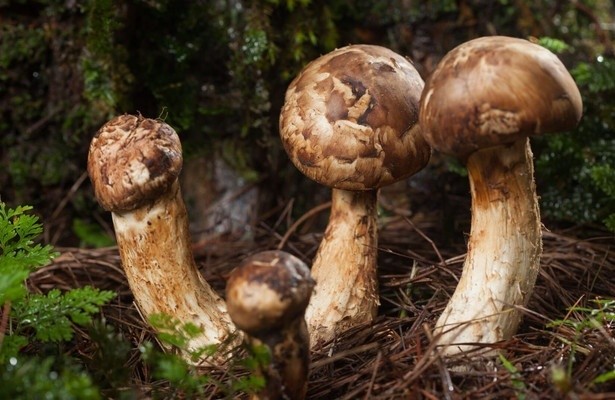 Gute Nachrichten vom Planeten