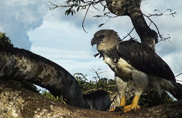 Guyana - Der Weg des Jaguars