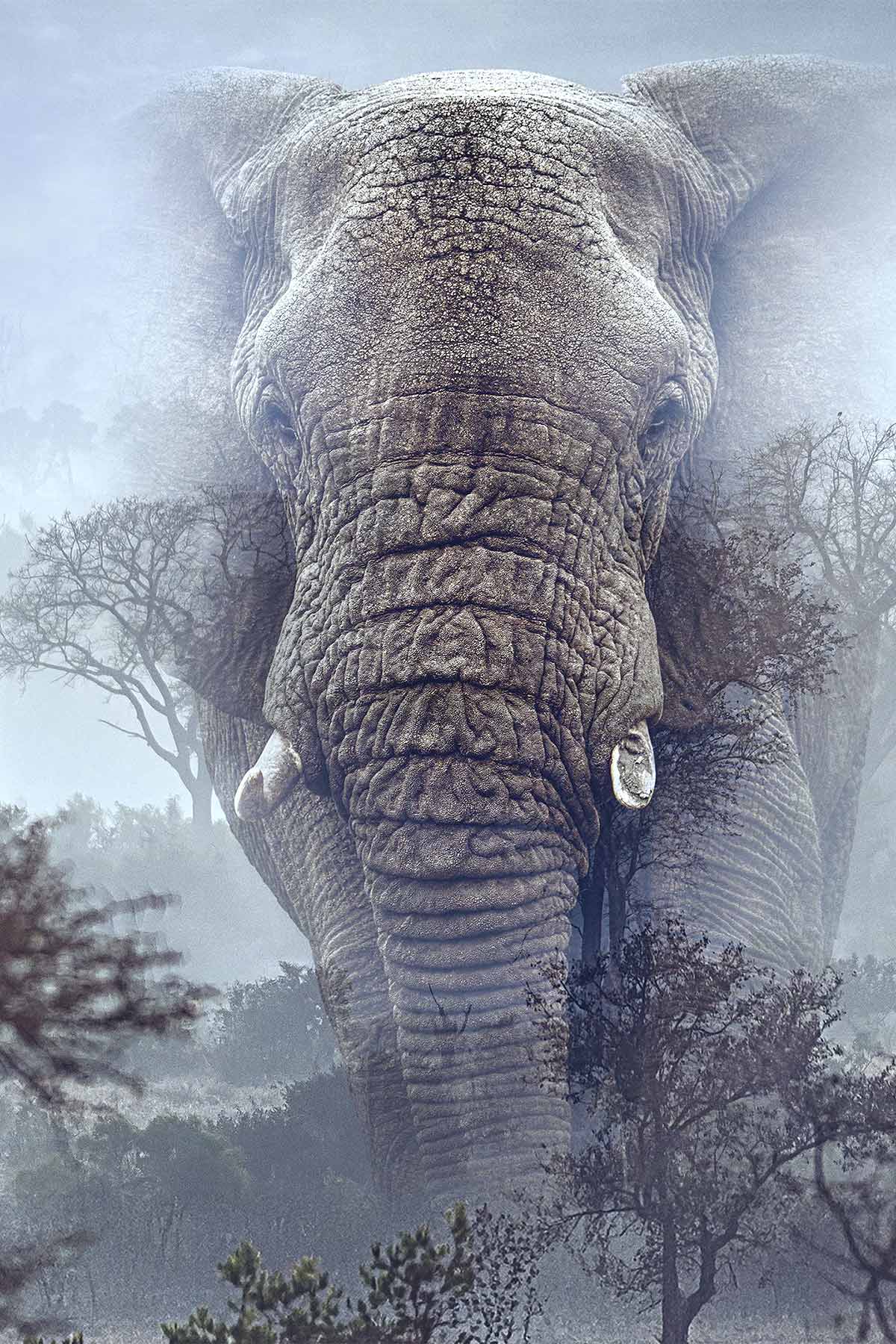 Ghost Elephants
