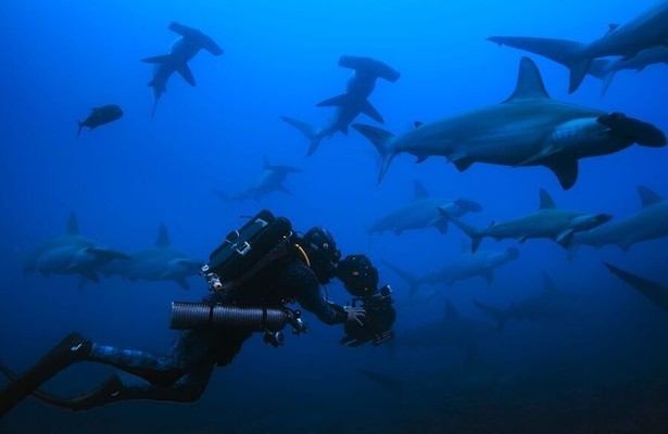 Hammerhead Sharks Up Close with Bertie Gregory
