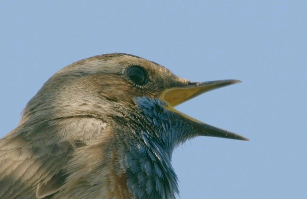 Harchies, le son des oiseaux du marais