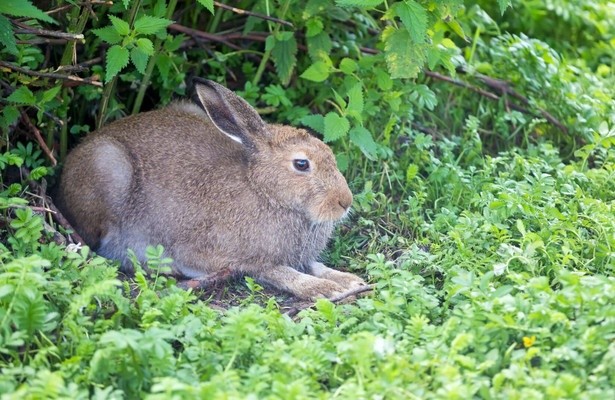 Hasenalarm - Die Welt der Langohren