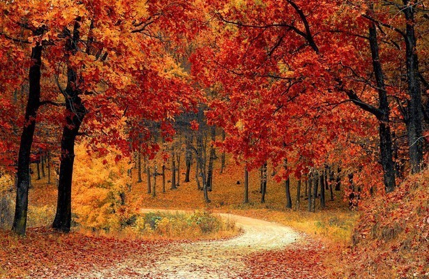 Herfstbeelden