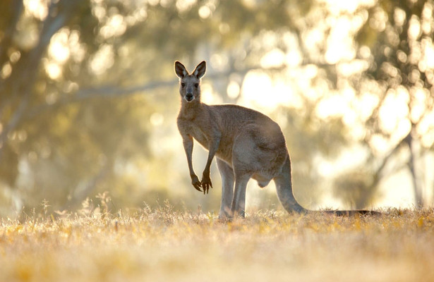 Het geheime leven van de Kangoeroe