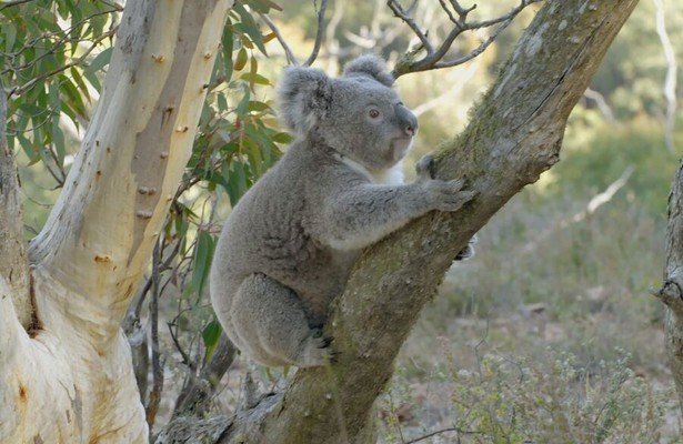 Het geheime leven van de koala