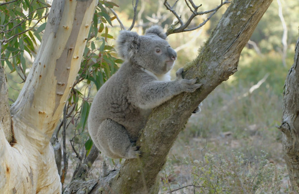Het geheime leven van de koala