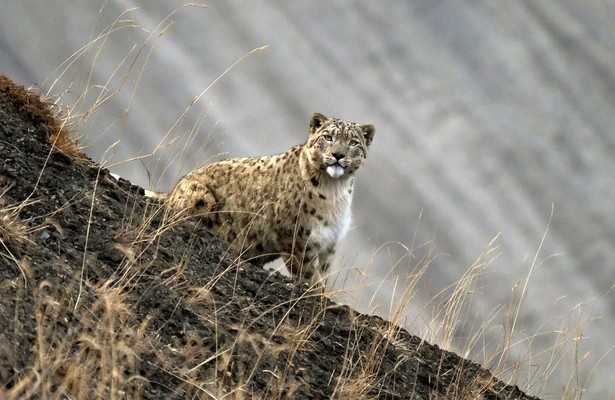 Himalaja - Heimat der Schneeleoparden