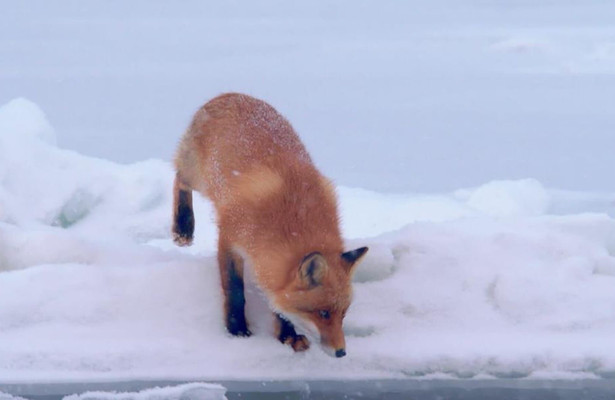 Hokkaido, le pôle japonais