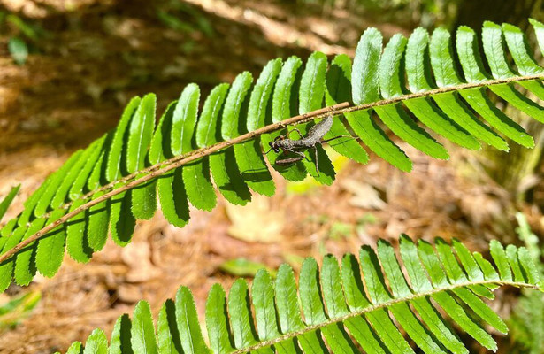 Honduras - Von Regenwald und Strand