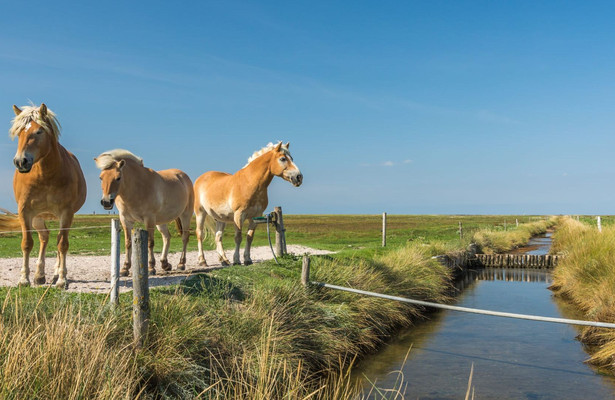 How Do Animals Do That