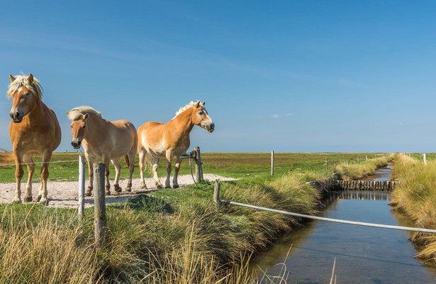 How Do Animals Do That