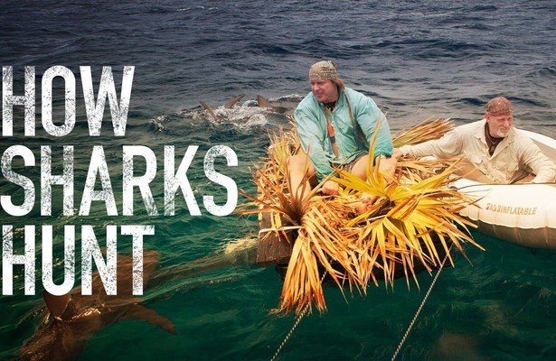 How sharks hunt