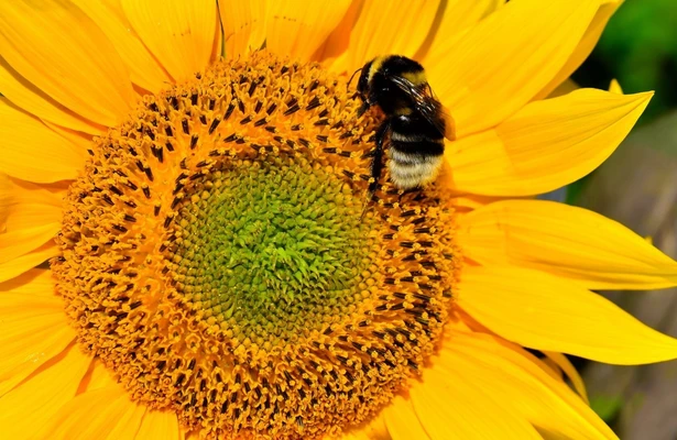 Hummeln - Bienen im Pelz